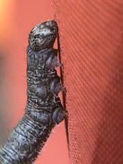 Catocala ultronia