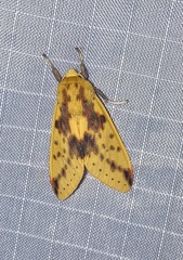 Symphlebia distincta