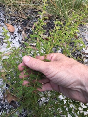 Gompholobium foliolosum