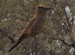 Coracias naevius mosambicus