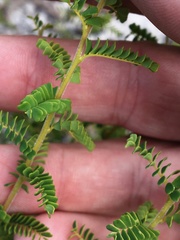 Gompholobium foliolosum