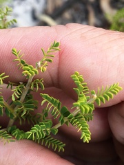 Gompholobium foliolosum