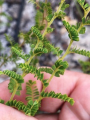 Gompholobium foliolosum