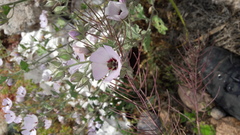 Sphaeralcea obtusiloba