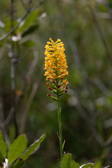 Platanthera integra