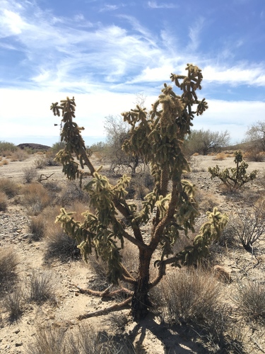 Munz's Cholla foliage