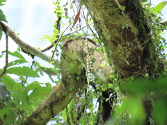 Dendrobium chameleon