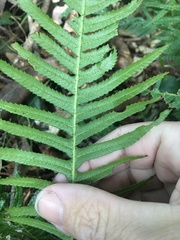 Blechnum parrisiae