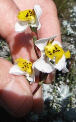 Disa flexuosa