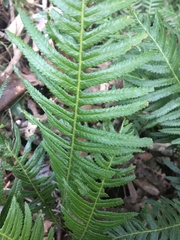 Blechnum parrisiae