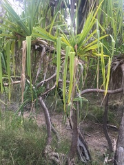 Pandanus brookei