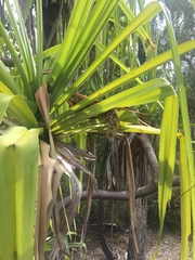 Pandanus brookei