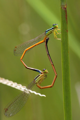 Minagrion waltheri
