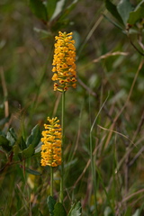Platanthera integra