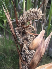Pandanus brookei