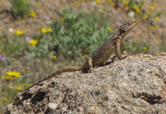 Karusasaurus polyzonus