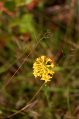 Platanthera integra