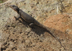 Karusasaurus polyzonus