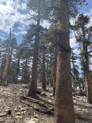 Pinus contorta murrayana