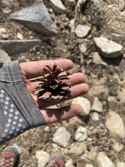 Pinus contorta murrayana