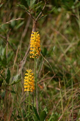 Platanthera integra