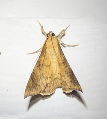 Oxyodes