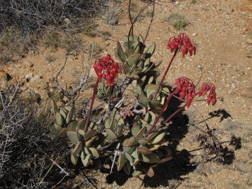 Cotyledon orbiculata var. orbiculata image