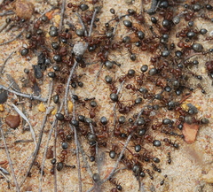 Anoplolepis steingroeveri