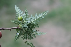 Bursera bipinnata