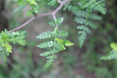 Bursera bipinnata