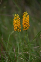 Platanthera integra