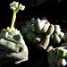 Crassula deceptor - Photo (c) Gawie Malan,  זכויות יוצרים חלקיות (CC BY-NC)