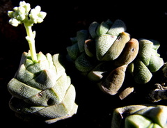 Crassula deceptor