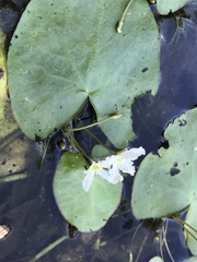 Nymphoides hydrophylla