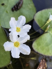 Nymphoides hydrophylla
