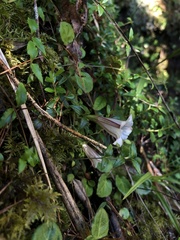 Tripterospermum microphyllum
