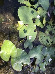 Nymphoides hydrophylla