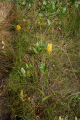 Platanthera integra