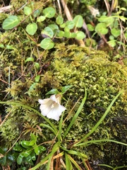 Tripterospermum microphyllum