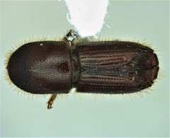 Ips grandicollis