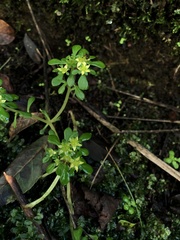 Sedum formosanum