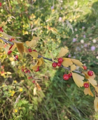 Ribes diacanthum