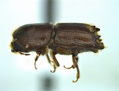 Ips grandicollis