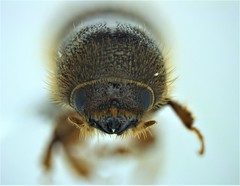 Ips grandicollis