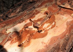 Ips grandicollis