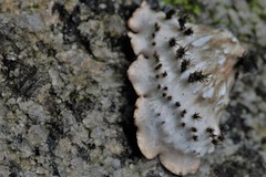 Peltigera hymenina