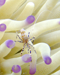 Periclimenes yucatanicus