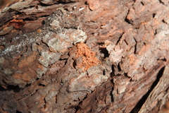 Ips grandicollis