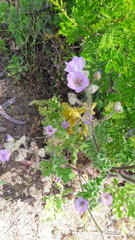 Cristaria glaucophylla