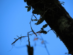 Dendrobium chameleon